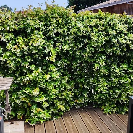 De Gascogne (adults Only)